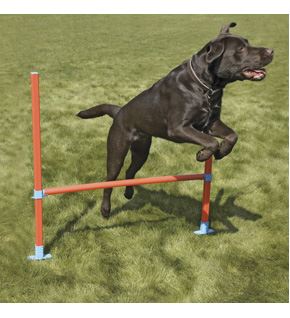 Easy Assemble Dog Pet Agility Hurdle With 6 Height Positions Fun Exercise.