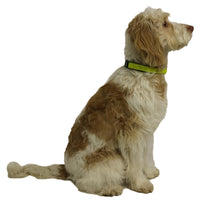 Night Dog Walking Hi-Visibility Yellow Dog Collar 10" - 15" (Small)