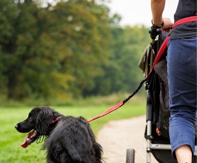 Small Red All-In-One Multi-Function Shock Absorber Hand Free Running Dog Lead